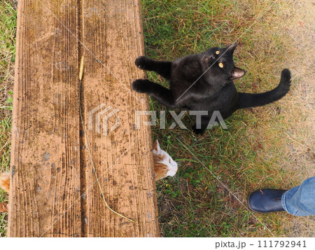 公園で猫と遊ぶ 公園で猫と遊ぶ 111792941