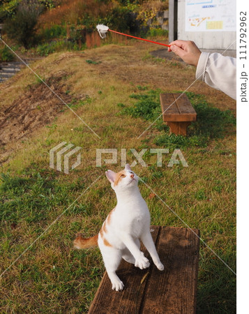 公園で猫と遊ぶ 公園で猫と遊ぶ 111792962