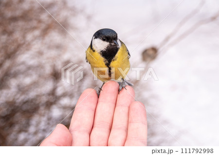 A tit sits on a man's hand and eats seeds. 111792998