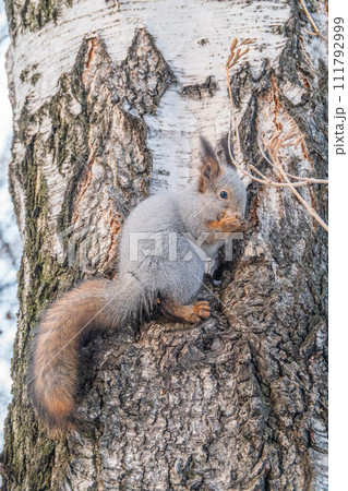 The squirrel with nut sits on tree in the winter or late autumn The squirrel with nut sits on tree in the winter or late autumn 111792999