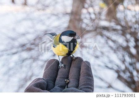 A tit sits on a man's hand and eats seeds. 111793001