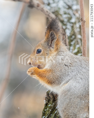 The squirrel with nut sits on tree in the winter or late autumn 111793043