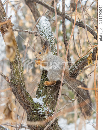 The squirrel with nut sits on tree in the winter or late autumn The squirrel with nut sits on tree in the winter or late autumn 111793044