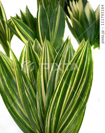 葉蘭 シマハラン 葉蘭 シマハラン 111793164