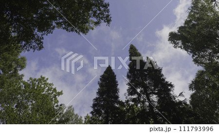Green forest. Tree with green Leaves bottom view background. Bottom view of tall old trees in evergreen primeval forest. Blue sky in background Green forest. Tree with green Leaves bottom view background. Bottom view of tall old trees in evergreen primeval forest. Blue sky in background 111793996
