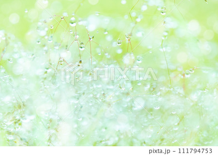 草についた水滴 111794753