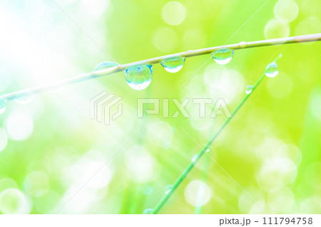 草についた水滴 111794758