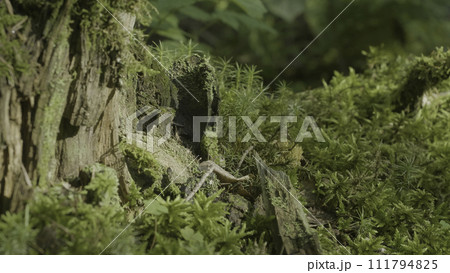 Beautiful green moss in the sunlight. Moss grows on the tree, beautiful background of moss. Leaf on Moss, autumn, forest, Nature,Wildlife 111794825