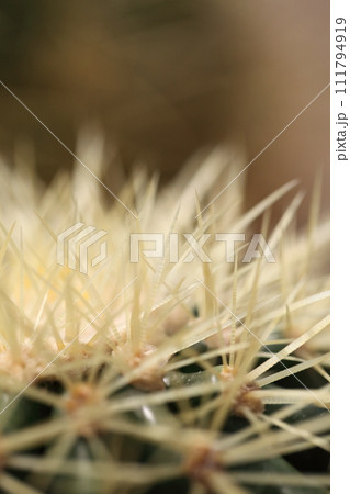 白刺金鯱のトゲ 111794919