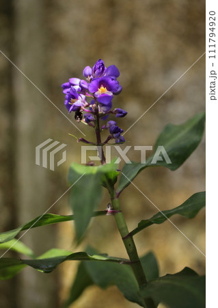 コダチムラサキツユクサの花 111794920