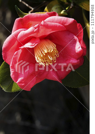 赤い椿の花のクローズアップ 赤い椿の花のクローズアップ 111794988