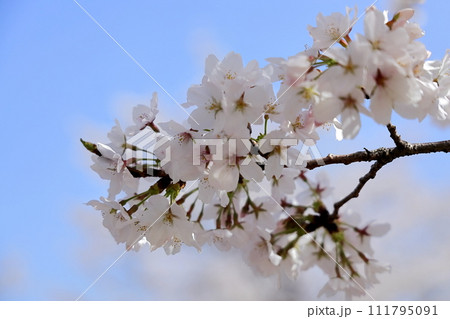 青空と桜 青空と桜 111795091