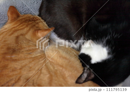白黒猫と茶トラ猫 111795139