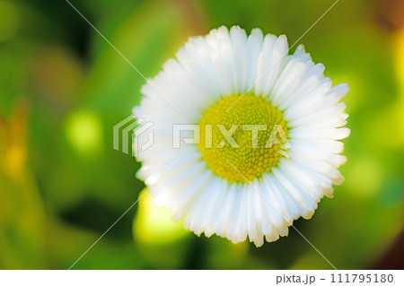 家の周りの草花 四季の色々 花壇を彩どる 白い小さな花 デイジー 家の周りの草花 四季の色々 花壇を彩どる 白い小さな花 デイジー 111795180