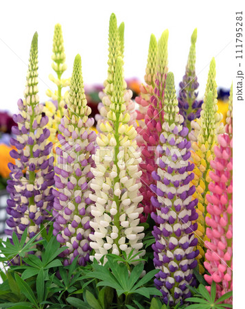 ルピナスの花 ルピナスの花 111795281