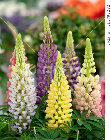 ルピナスの花 ルピナスの花 111795282