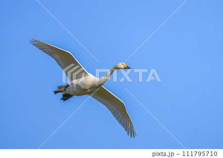 コハクチョウ 111795710