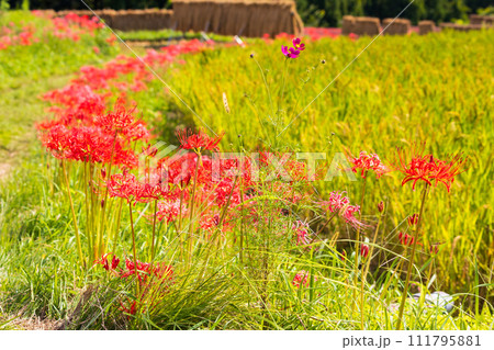 埼玉県横瀬町の秋　稲刈り時期の寺坂棚田と彼岸花 111795881