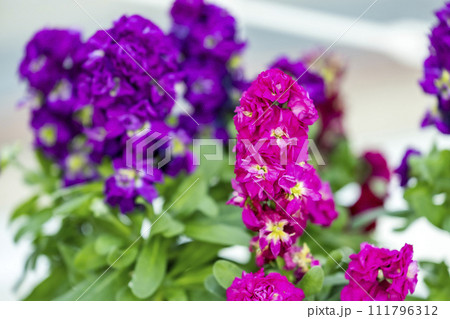 紫とピンクの花　ストック　八重咲き 111796312