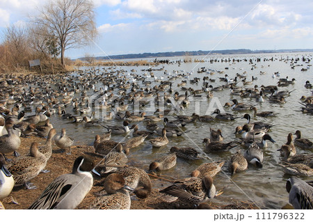 茨城県北浦で越冬する渡り鳥の群れ 茨城県北浦で越冬する渡り鳥の群れ 111796322