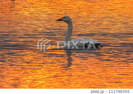 コハクチョウ 111796505
