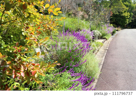 サルビア レウカンサの花 サルビア レウカンサの花 111796737