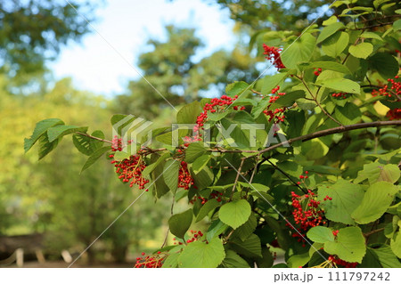 ガマズミの実 111797242