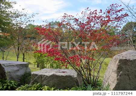 色づくコマユミの葉 紅葉 色づくコマユミの葉 紅葉 111797244