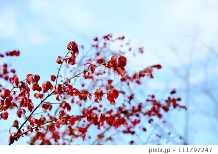 色づくコマユミの葉　紅葉 111797247