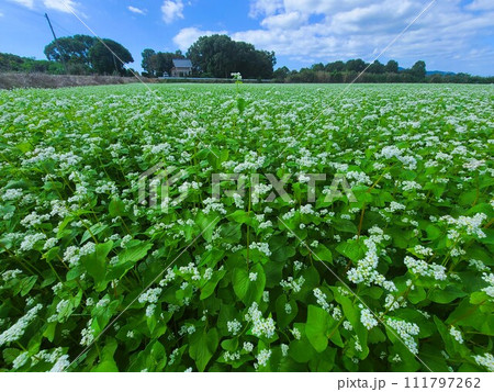 そば畑の風景　素材　背景 111797262