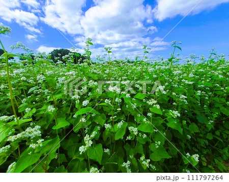 そば畑の風景　素材　背景 111797264