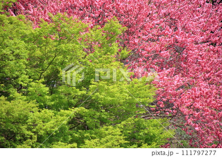 関山桜 111797277