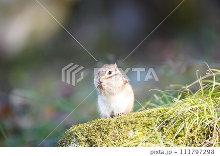 頬をふっくらさせて、可愛いシマリス 111797298
