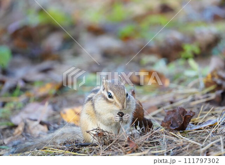 お口に手をあてて♪可愛いシマリス 111797302