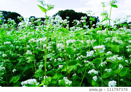 そば畑の風景　素材　背景 111797370