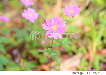 シュウメイギクの花 シュウメイギクの花 111797408
