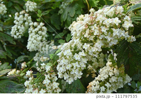 樹木・カシワバアジサイ ユキノシタ科 樹木・カシワバアジサイ ユキノシタ科 111797535