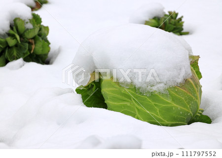 雪を被ったキャベツ畑 111797552