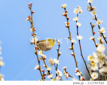 梅の枝にとまるメジロ・ウメジロー 111797583