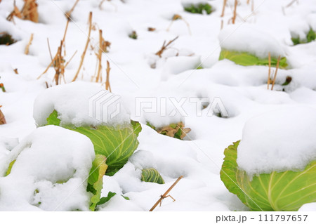雪を被ったキャベツ畑 雪を被ったキャベツ畑 111797657