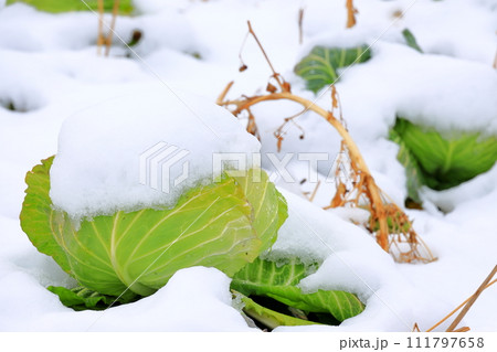 雪を被ったキャベツ畑 111797658
