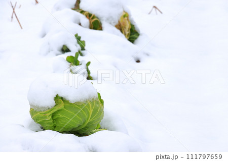 雪を被ったキャベツ畑 111797659