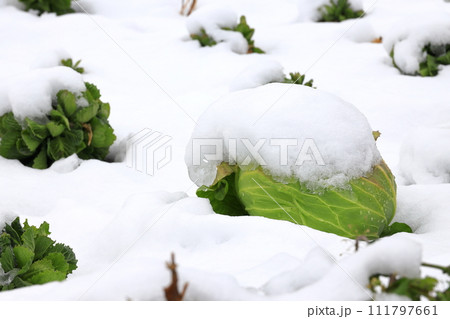雪を被ったキャベツ畑 111797661