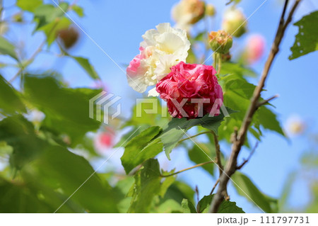 スイフヨウの花 スイフヨウの花 111797731