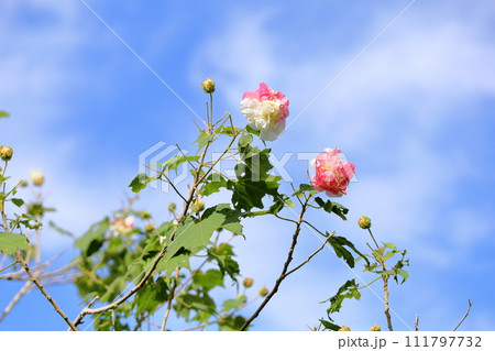 スイフヨウの花 スイフヨウの花 111797732
