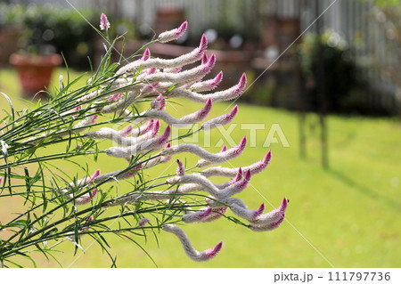 ノゲイトウの花 ノゲイトウの花 111797736