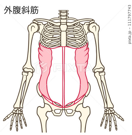 外腹斜筋 111797743