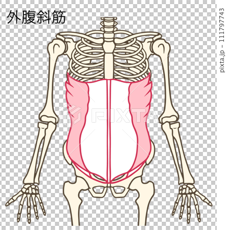外腹斜筋 111797743