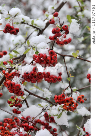 冬の花山手毬の赤い果実 冬の花山手毬の赤い果実 111797761