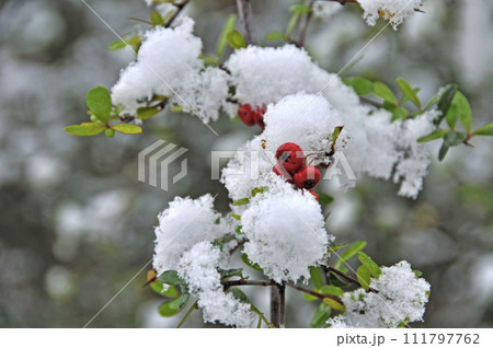 冬の花山手毬の赤い果実 111797762